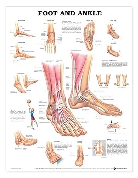 健康・医学 Anatomy of the Foot and ankle 61W+G1Xnx-L._UF350,350_QL80_.jpg
